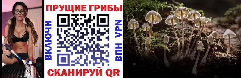 Галлюциногенные грибы Psilocybine cubensis  дарнет шоп  Кунгур 